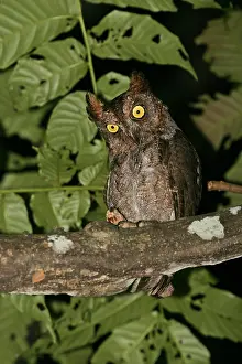 Nocturnal Prints: Ryukyu Scops Owl, Otus elegans