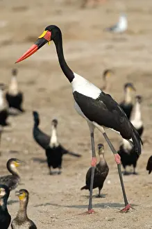 2005 Prints: Saddle-billed Stork, Zadelbekooievaar, Ephippiorhynchus senegale