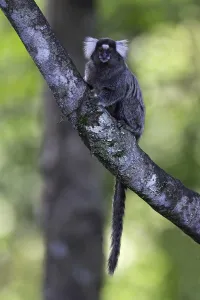 Dwarf Prints: Sagui Dwarf Monkey