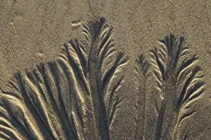 Textured Prints: Sand background texture