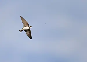 Images Dated 6th June 2014: Sand Martin; Riparia riparia