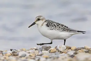 Shore Birds Prints: Sanderling