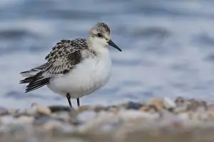 Shore Birds Prints: Sanderling