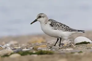 Shore Birds Prints: Sanderling