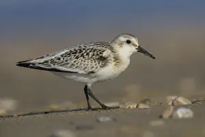 Images Dated 12th September 2015: Sanderling