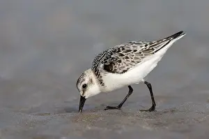 Images Dated 14th September 2007: Sanderling, Calidris alba