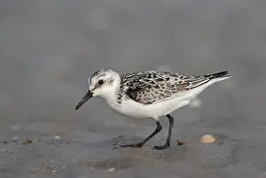 Images Dated 14th September 2007: Sanderling, Calidris alba