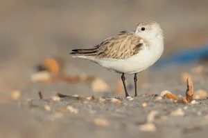 Enviroment Prints: Sanderling, Calidris alba