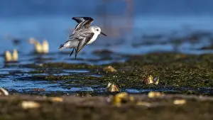Shorebirds Prints: Sanderling, Calidris alba