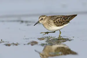 Images Dated 4th August 2015: Least Sandpiper
