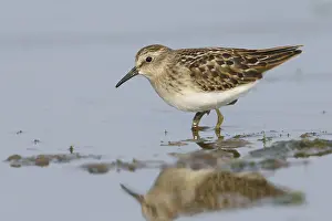 Images Dated 4th August 2015: Least Sandpiper