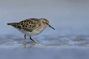Images Dated 27th April 2017: Least Sandpiper