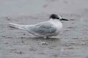 Beccapesci Prints: Sandwich Tern