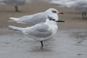 Gabbiano Corallino Prints: Sandwich Tern