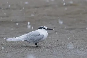 Beccapesci Prints: Sandwich Tern