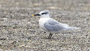 Nederlanden Prints: Sandwich Tern, Grote Stern, Thalasseus sandvicensis