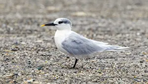 Nederlanden Prints: Sandwich Tern, Grote Stern, Thalasseus sandvicensis