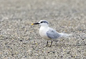 Nederlanden Prints: Sandwich Tern, Grote Stern, Thalasseus sandvicensis