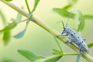 Images Dated 14th June 2021: Saperda octopunctata