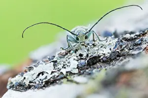 Images Dated 14th June 2021: Saperda octopunctata