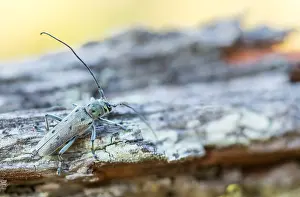 Images Dated 14th June 2021: Saperda octopunctata