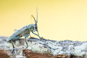 Images Dated 14th June 2021: Saperda octopunctata