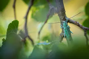 Images Dated 14th June 2021: Saperda octopunctata