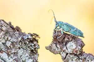 Images Dated 14th June 2021: Saperda octopunctata