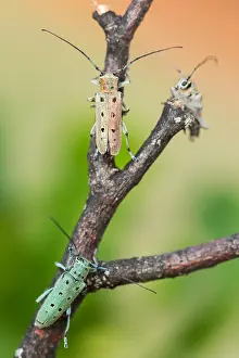 Images Dated 13th June 2021: Saperda octopunctata