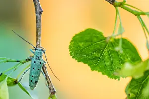 Images Dated 13th June 2021: Saperda octopunctata
