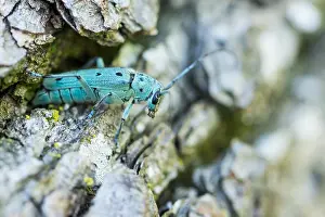 Images Dated 13th June 2021: Saperda octopunctata