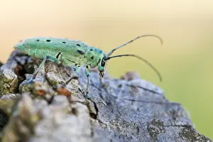 Images Dated 13th June 2021: Saperda octopunctata