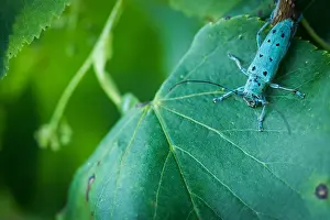 Images Dated 14th June 2021: Saperda octopunctata