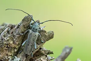 Images Dated 14th June 2021: Saperda octopunctata