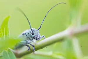 Images Dated 14th June 2021: Saperda octopunctata