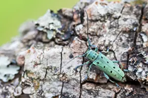 Images Dated 14th June 2021: Saperda octopunctata