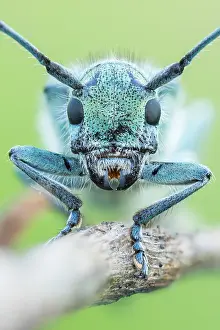 Images Dated 14th June 2021: Saperda octopunctata