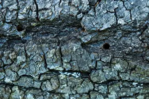 Bockkafer Prints: Saperda octopunctata