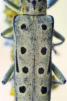 Saperda Prints: Saperda perforata