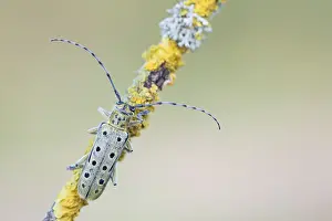 Saperda Prints: Saperda perforata