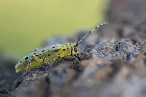 Saperda Prints: Saperda perforata