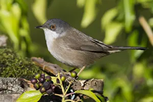 Sylviidae Prints: Sardinian Warbler