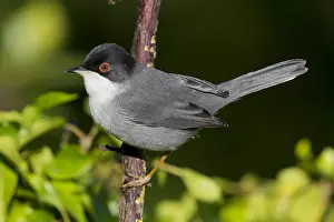 Sylviidae Prints: Sardinian Warbler