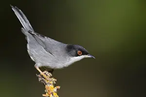Sylviidae Prints: Sardinian Warbler