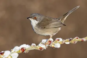 2021 Prints: Sardinian Warbler, Sylvia melanocephala