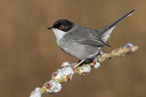 2021 Prints: Sardinian Warbler, Sylvia melanocephala