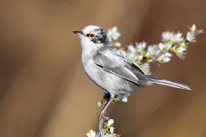 Images Dated 29th February 2020: Sardinian Warbler, Sylvia melanocephala