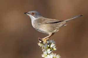 Images Dated 29th February 2020: Sardinian Warbler, Sylvia melanocephala