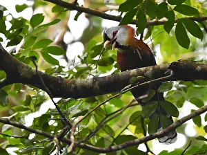Images Dated 3rd February 2020: Scale-feathered Malkoha