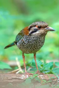 Images Dated 26th October 2010: Scaly Ground Roller, Geobiastes squamiger